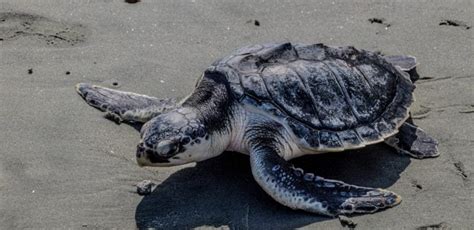 Kemps Ridley Sea Turtle Facts And Information Guide American Oceans