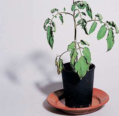 Its cell sap is hypertonic to the surroundings. turgid.html 07_plant-turgid.jpg