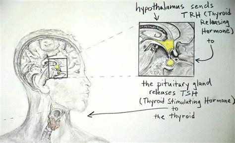 It is a protrusion off the bottom of the hypothalamus at the base of the brain. Pin on Hypothyroid