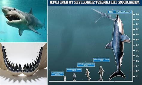 Megalodon Sharks Were Bigger Than Previously Thought At Up To 65ft