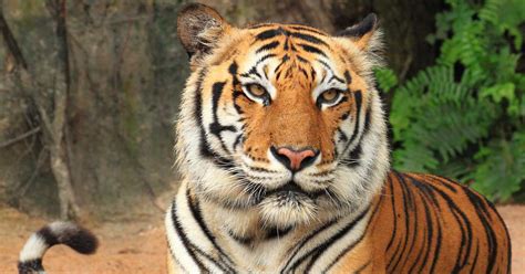 Chinas Campaign Saves The Siberian Tiger From Extinction