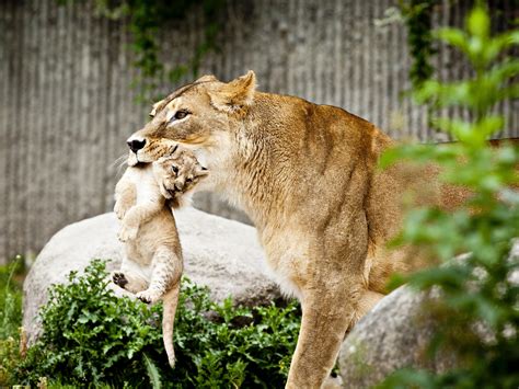 Why Do European Zoos Kill Healthy Animals Kuow News And Information