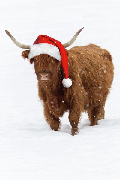 Ush 5065 M Scottish Highland Cow Standing On Snow Wearing Photos