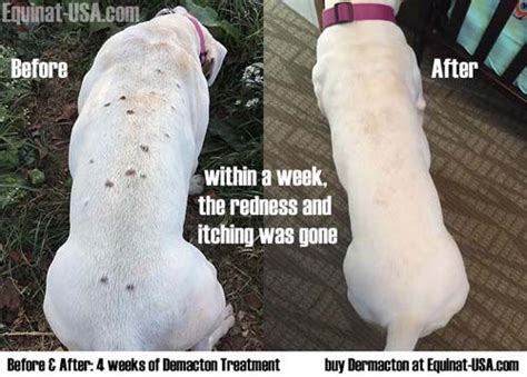 Pitbull Skin Problems Natural Remedy Equinat Dog Skin
