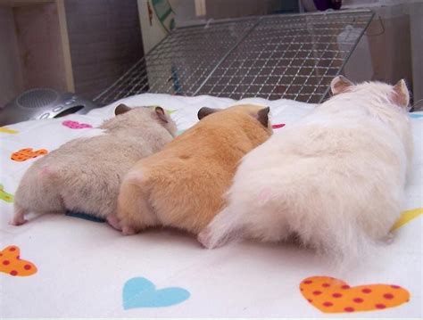 Three Hamster Butts かわいい動物の赤ちゃん かわいい動物の写真 ハムスターの赤ちゃん
