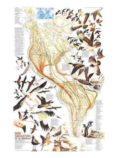 1979 Bird Migration In The Americas Map Posters National Geographic