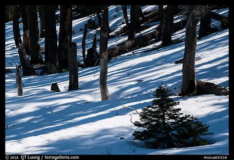 Picturephoto Shadows In Snowy Forest Snow Mountain Wilderness