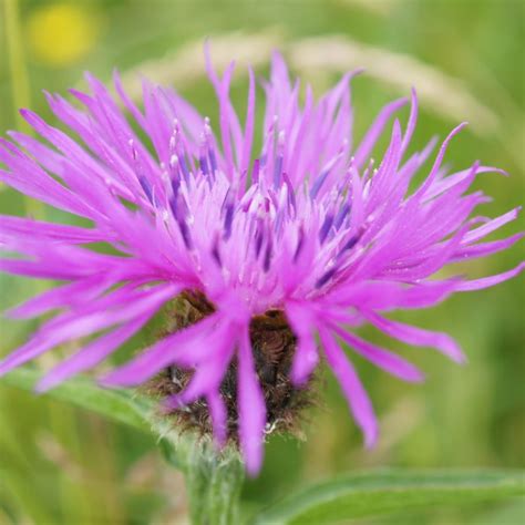 Greater Knapweed Centaurea Scabiosa Plants For Bees And Butterflies