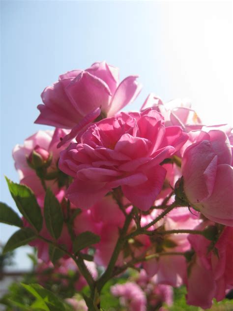 Free Images Nature Blossom Sky Flower Petal Bloom Summer Pink