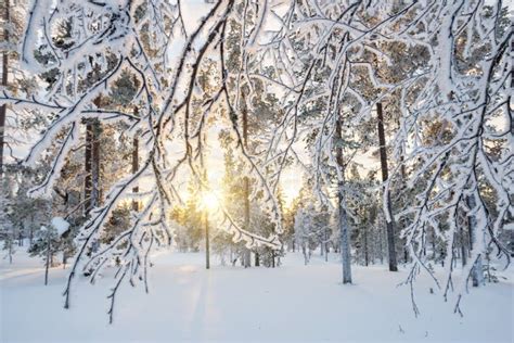 Snowy Landscape At Sunset Frozen Trees In Winter In Saariselka