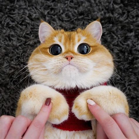 This Cute Cat Looks Exactly Like Shreks Puss In Boots And The Internet Is Tired Of It Knosearch