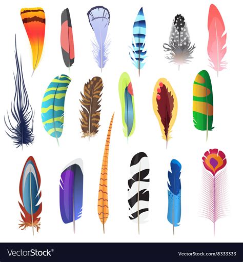 Collection Of Detailed Color Bird Feathers Set Vector Image
