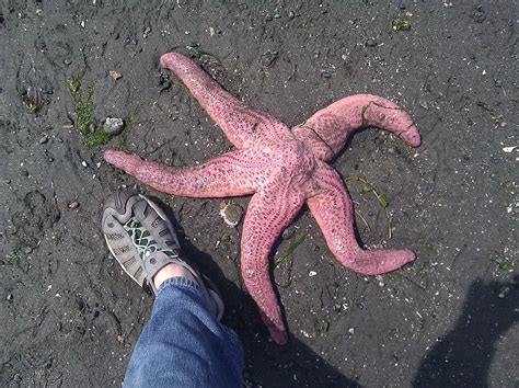 Ive Grown Up Here And This Is By Far The Largest Starfish I Flickr