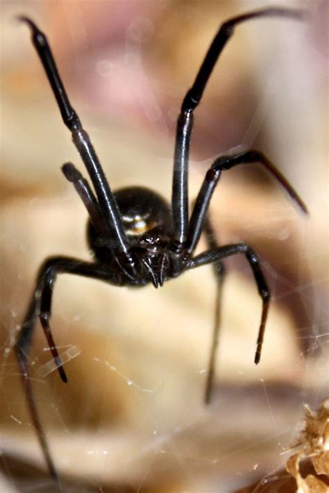 Deadly Black Widow Spider Found In Lurking In Crate At Scottish