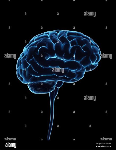 Human Brain And Spinal Cord Illustration Stock Photo Alamy