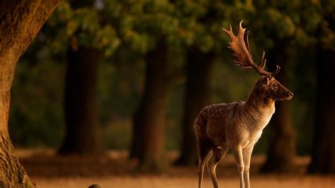 🥇 Nature Trees Animals Deer National Geographic Wallpaper 10105