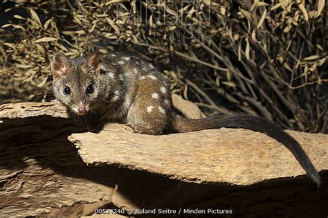 Minden Pictures Western Quoll Dasyurus Geoffroii At Night Alice