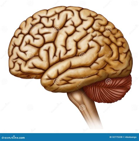 Humano Lateral De Vista Del Cerebro Fotos De Archivo Libres De Regalías