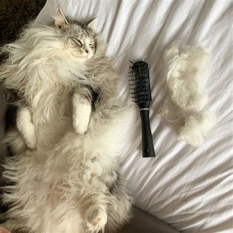 Long Haired Great And White Cat Lying Next To Brush And Pile Of Cat Hair
