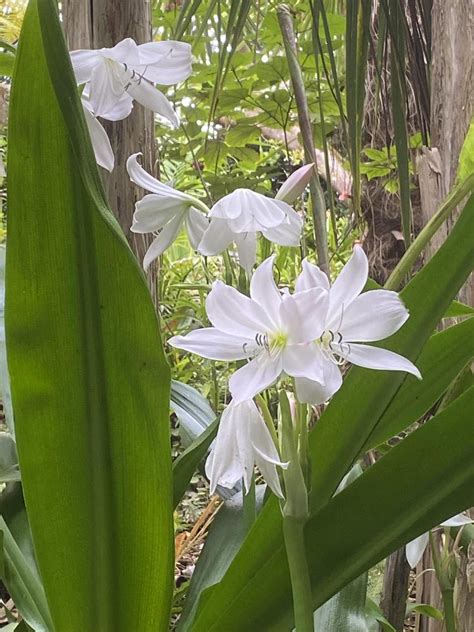 Photo Of The Bloom Of St Christopher Lily Crinum Jagus Posted By Sl