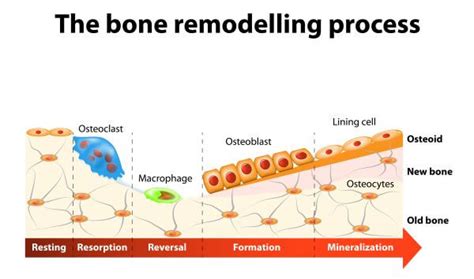 Bone Cells Biology Dictionary