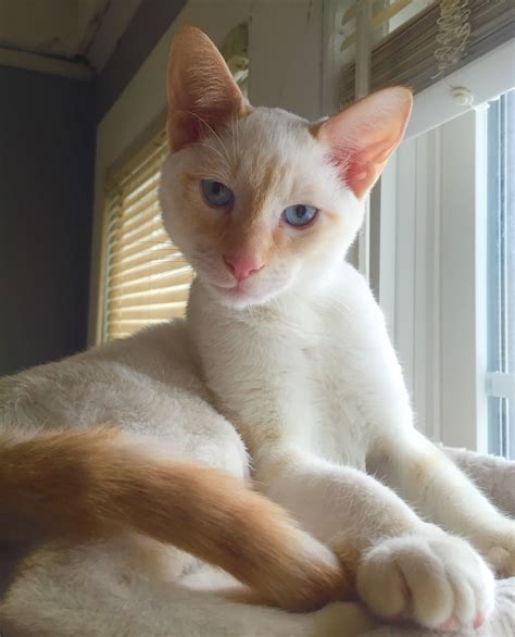 Meet Atticus A Five Month Old Red Tabby Point Siamese Beautiful Cats