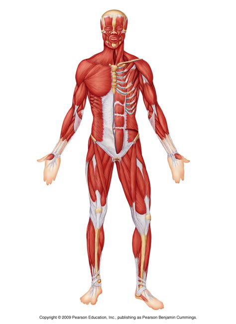 Muscles Of The Body Unlabeled ModernHeal Com