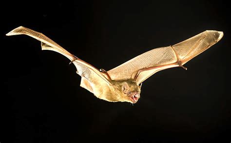 Wildlife Lookout Louisiana Bats Covington Weekly