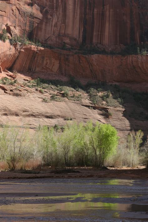 Cottonwood Trees Along River In Canyon De Chelly National Monument