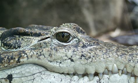 Crocodile Face Close Up · Free Stock Photo