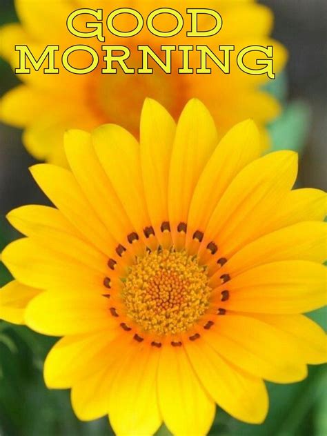 When i wake up in the morning with you by my side, i wish that we could just. Good Morning Sunshine! | Good morning cards, Good morning ...