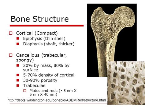 Bone Structure Cortical Compact Cancellous Trabecular Spongy Ppt