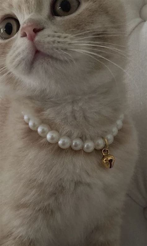 Cute Cat With Pearl Necklace Wallpaper Pearls Aesthetic Wallpaper
