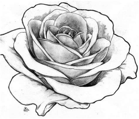 modèles et conseils pour apprendre comment dessiner une rose Dessin rose Comment