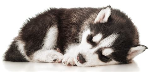 Train your huskita to socialize itself right from the puppy days to keep its wariness towards strangers at bay. Sleeping husky puppy - UW Research