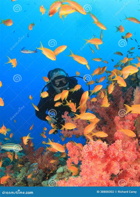 Scuba Diver And Fish Stock Photo Image Of Diver Colour 38800302