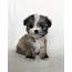 Morkie Puppy Merle Color  IHeartTeacups