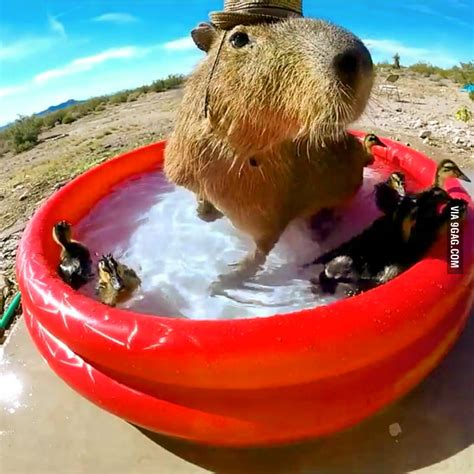 Capybara Pool Party 9gag