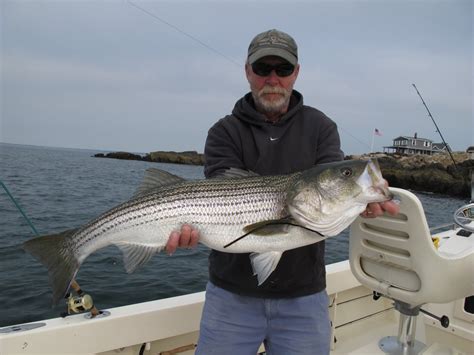 Boston Fly Fishing And Report Slab Of The Week