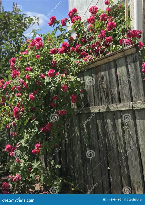 Red And Pink Roses Pour Over An Old Wooden Fence Fence Stock Image