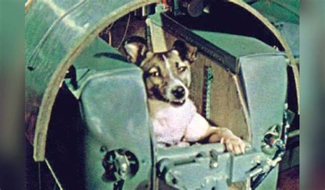 Día Del Perro Laika La Perra Que Fue Al Espacio Hace 60 Años Sputnik 2 Rusia La República