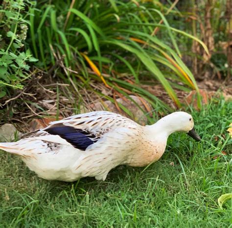 9 Tips And Tricks For Keeping Indoor Pet Ducks Tyrant Farms