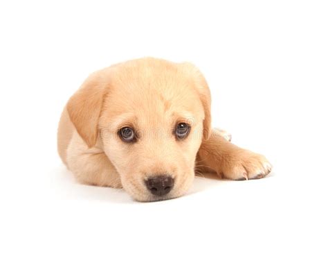 Yellow labrador retriever puppy, puppies, white background. Cute Puppy On White Background Stock Photo - Image of canine, decorations: 14660314