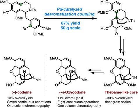 bioinspired scalable total synthesis of opioids ccs chemistry