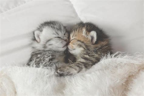 Cute Tabby Kittens Sleeping And Hugging Stock Photo Image Of Cute