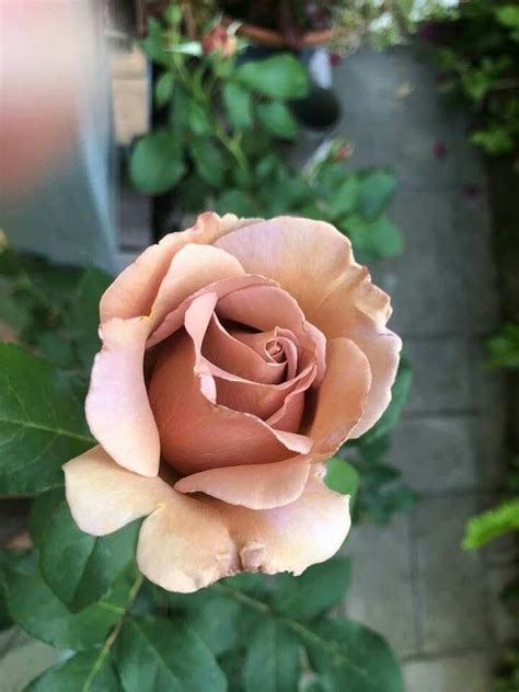 Dusty Rose Colored Rose Bud Photo Credit Barbara Runge Rose Buds