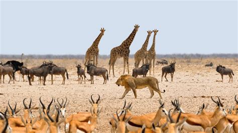 The Best Places In Nigeria For Wildlife Lovers — Guardian Life — The