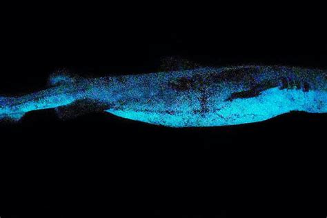 Scientists Discover Three Glow In The Dark Sharks