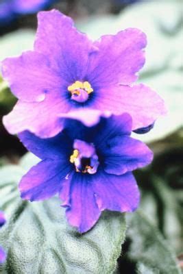 Yellowing or brown lower leaves and a reduction in growth and flowering often mean that the african violet is not receiving the nutrients it needs for growth. What Causes Yellow Leaves on African Violets? | eHow ...