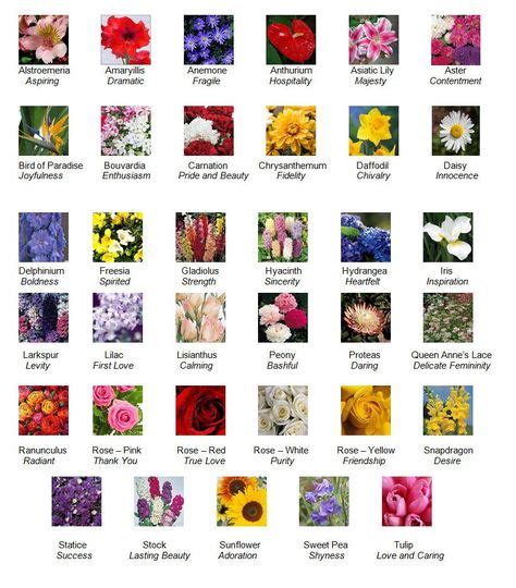 10 best flower personalities and meanings images flower meanings language of flowers